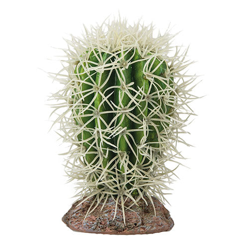 HOBBY CACTUS per terrari