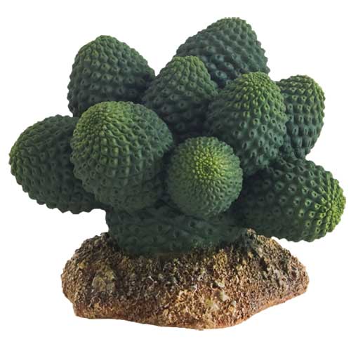 HOBBY CACTUS per terrari