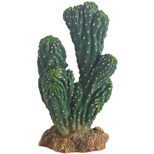 HOBBY CACTUS per terrari