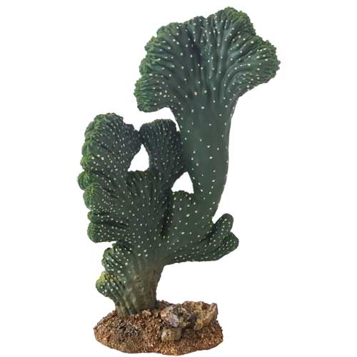 HOBBY CACTUS per terrari