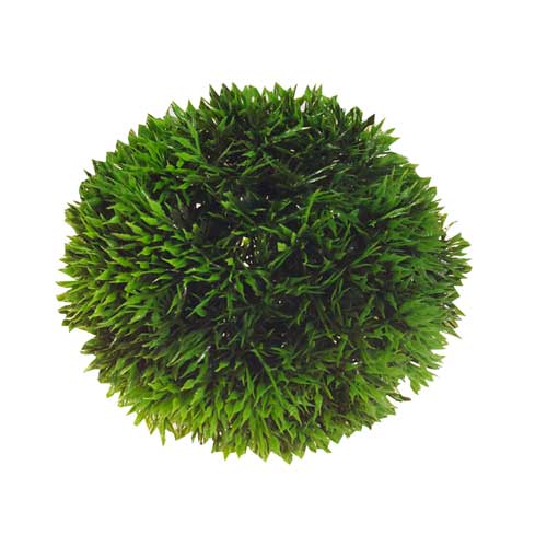 HOBBY PLANT BALL sfera di piante in plastica