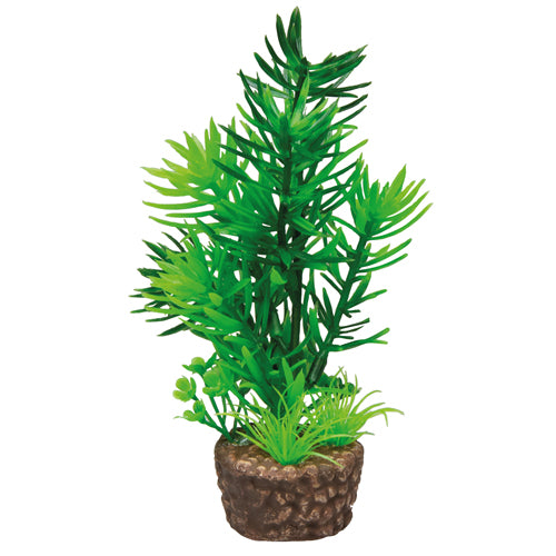 HOBBY FLORA STONE piante su pietra