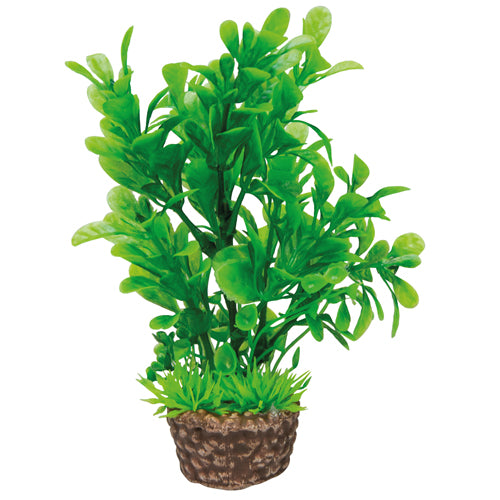 HOBBY FLORA STONE piante su pietra