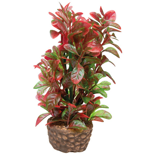 HOBBY FLORA STONE piante su pietra