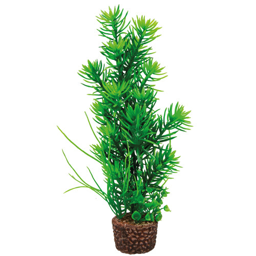 HOBBY FLORA STONE piante su pietra