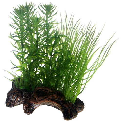 HOBBY FLORA ROOT piante su radice in plastica
