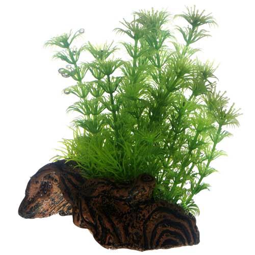 HOBBY FLORA ROOT piante su radice in plastica
