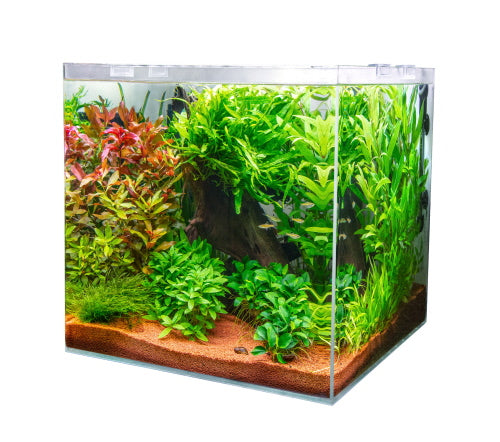 DUPLA acquario SCAPING CUBE